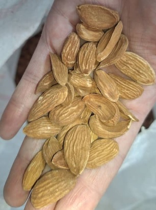 فروش مغز بادام مینی مامایی ریز + قیمت عمده